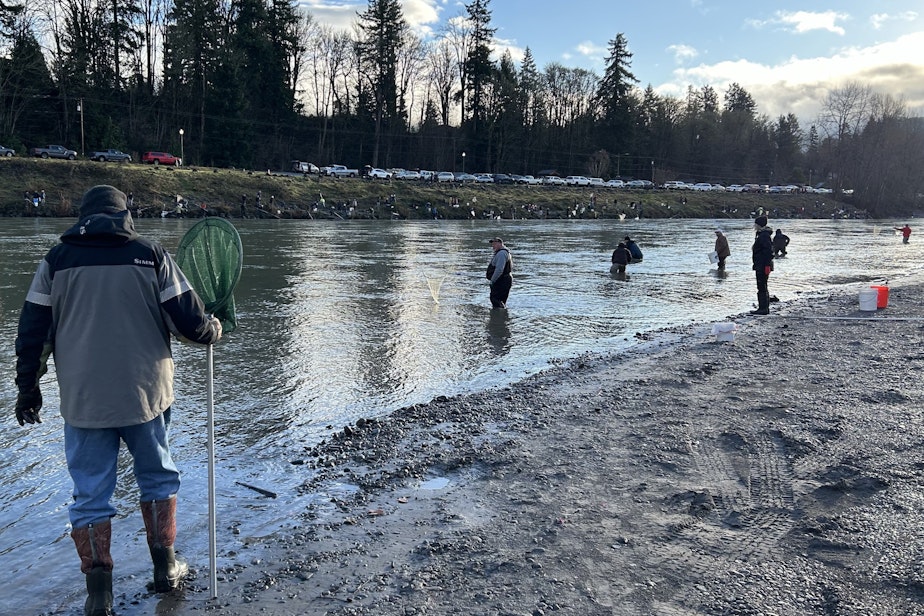 caption: Dipnetters work both banks of the Cowlitz River in southwest Washington to harvest smelt on Feb. 15, 2024.