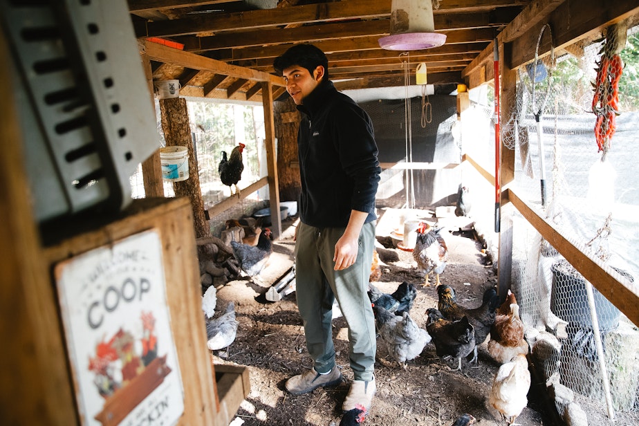 caption: Alex Villatoro, 17, feeds the families chickens and ducks at their home on Wednesday, March 5, 2025, in Maple Falls, Washington.