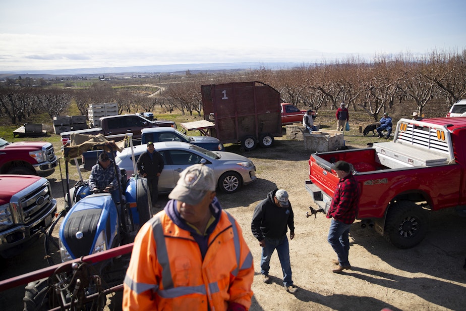 caption: Farmworkers get to ready to prune pink lady apple trees after a lunch break on Monday, March 10, 2025, at Carpenter Ranch in Granger, Washington.