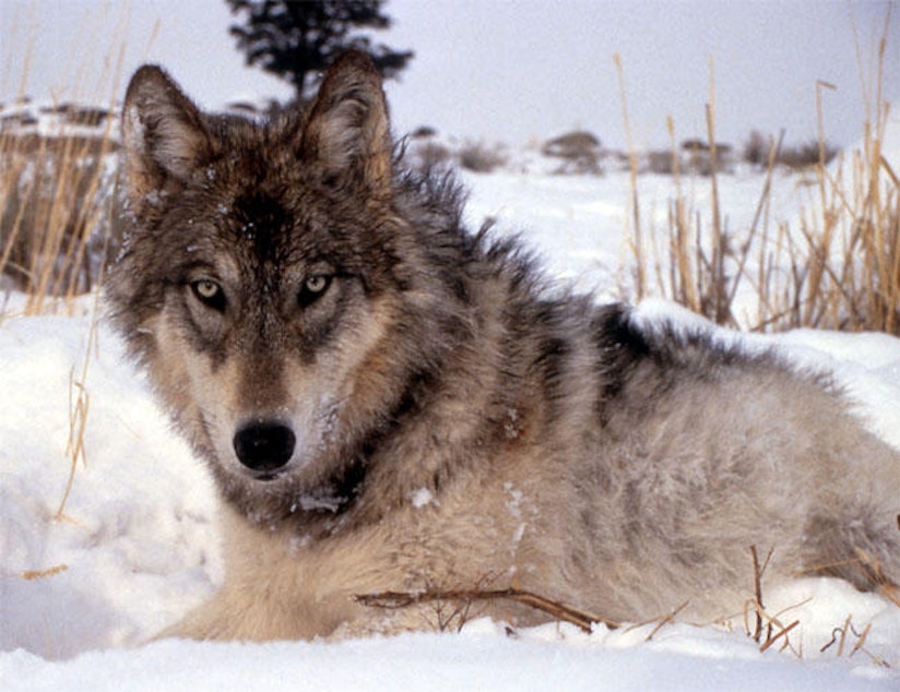 caption: A gray wolf.
