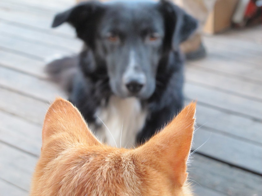 caption: It's the ultimate showdown.