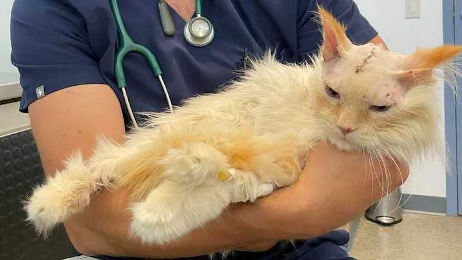 caption: Storm in the arms of a veterinarian after emergency surgery in May 2024. The cat was saved when owner Jayne Smith scared the coyote away.