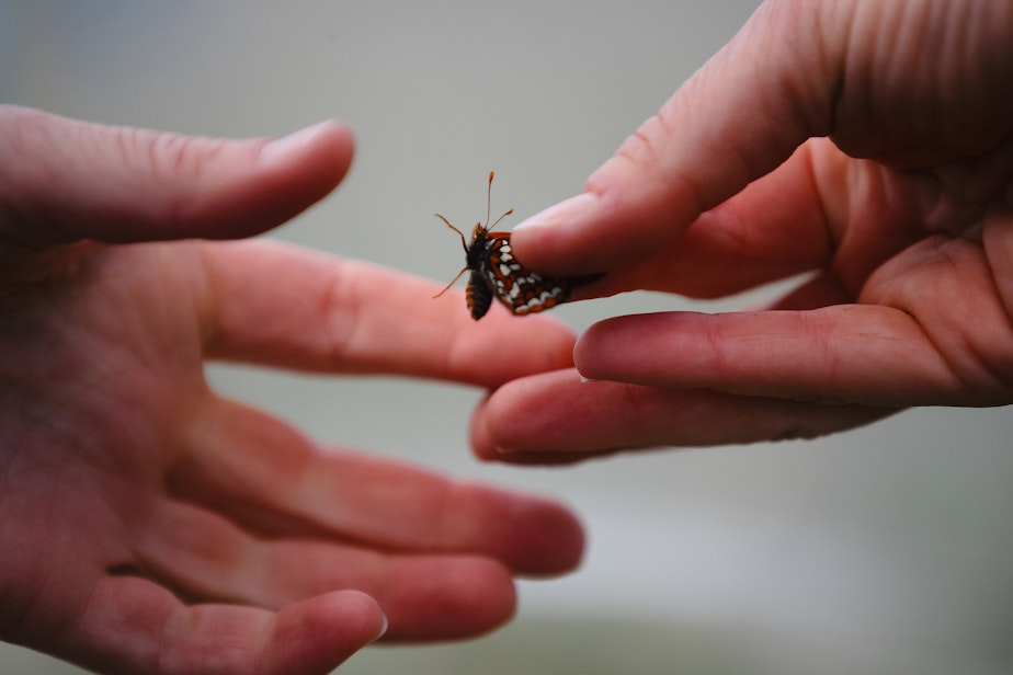 caption: Prairie ecologist Erica Henry with the Washington Department of Fish and Wildlife prepares to release a Taylor’s checkerspot butterfly at Scatter Creek Wildlife Area on April 30, 2025, in Thurston County.
