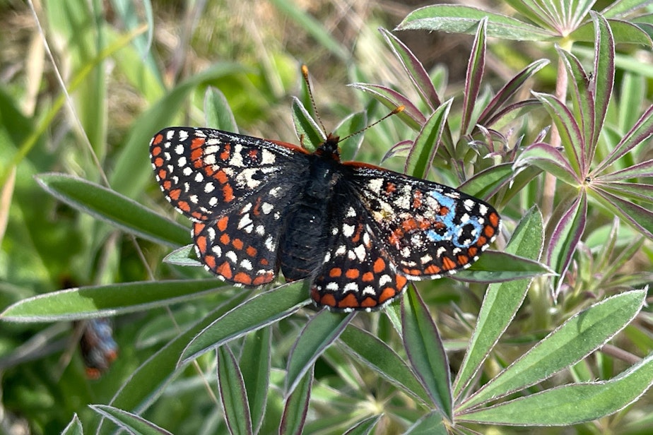 caption: Newly released Taylor's checkerspot butterfly #30 perches on a lupine at Scatter Creek Wildlife Area on April 30, 2025.