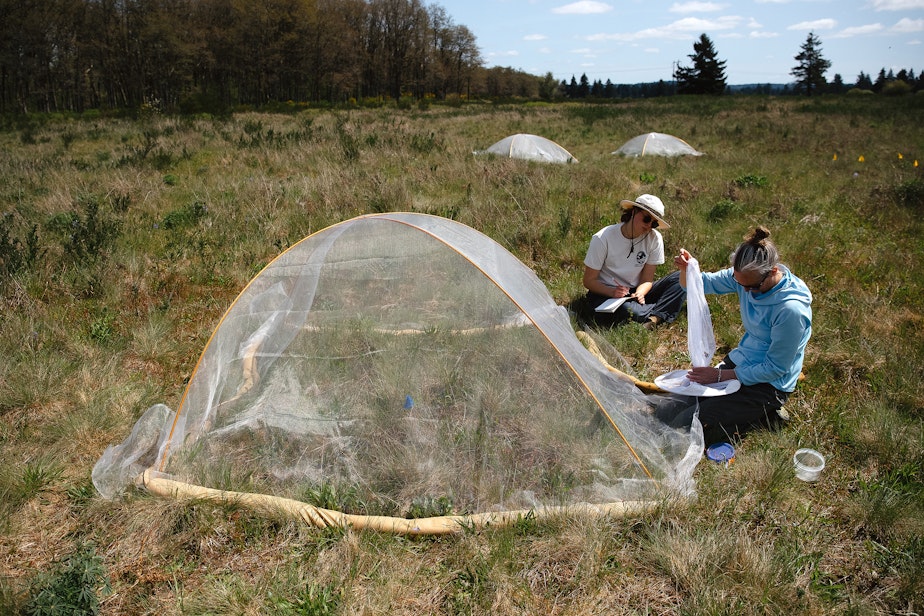 caption: Julia Trautmann, left, and Erica Henry with the Washington Department of Fish and Wildlife, release Taylor’s checkerspot butterflies from mesh tents at Scatter Creek Wildlife Area on April 30, 2025, in Thurston County.
