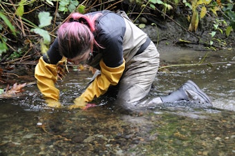 caption: Former NOAA scientist Sarah Morley sampling piezometers on a floodplain restoration project on Thornton Creek in Seattle.