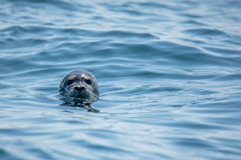Harbor seal generic