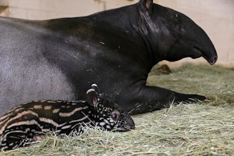 caption: Yuna and her baby Ume, two tapirs at the Point Defiance Zoo & Aquarium. 