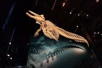 caption: The lower jaw, pelvic bones, and flippers of a Baird's beaked whale specimen housed at Seattle's Burke Museum.