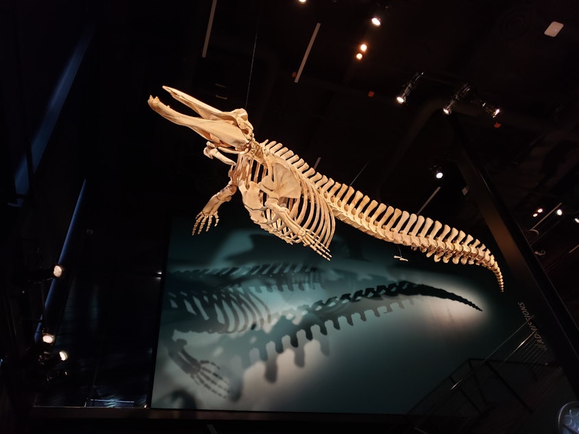 caption: The lower jaw, pelvic bones, and flippers of a Baird's beaked whale specimen housed at Seattle's Burke Museum.