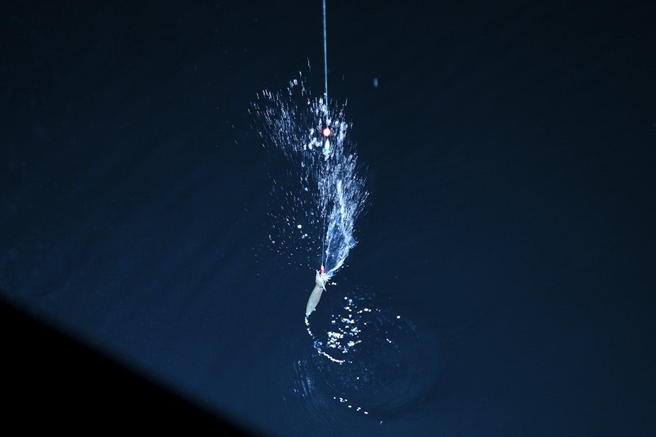caption: A squid caught from Les Davis Pier is shown on Friday, Nov. 17, 2023, in Tacoma.