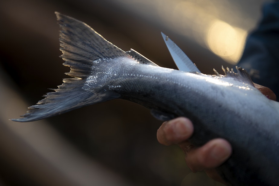 caption: A pink salmon caught by fisherman Tom Molinas is shown on Thursday, August 31, 2023, at Lincoln Park in Seattle.
