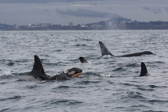 caption: Baby orca J63 surfaces among other members of J Pod off Victoria, British Columbia, on April 6, 2025.
