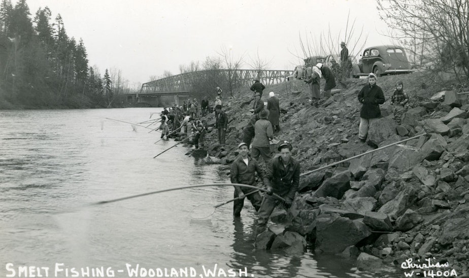 caption: Dipnetters harvest smelt on the Lewis River, in Woodland, Cowlitz County, Washington, circa 1950.