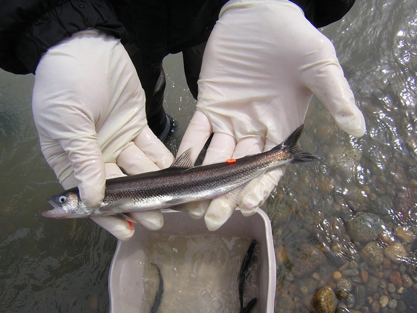 caption: A U.S. Forest Service researcher holds a freshly tagged hooligan in Alaska's Gilkey River in 2007.