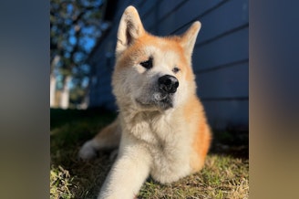 caption: Rainier is a 9-year-old Akita who survived two bouts of cancer in part thanks to a new immunotherapy vaccine for dogs.