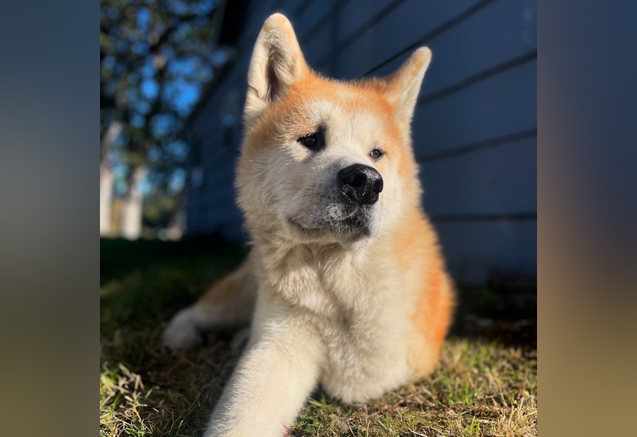 caption: Rainier is a 9-year-old Akita who survived two bouts of cancer in part thanks to a new immunotherapy vaccine for dogs.