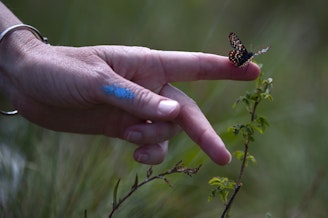 caption: Erica Henry, a prairie ecologist with the Washington Department of Fish and Wildlife, releases a Taylor’s checkerspot butterfly at Scatter Creek Wildlife Area on Wednesday, April 30, 2025, in Thurston County. 