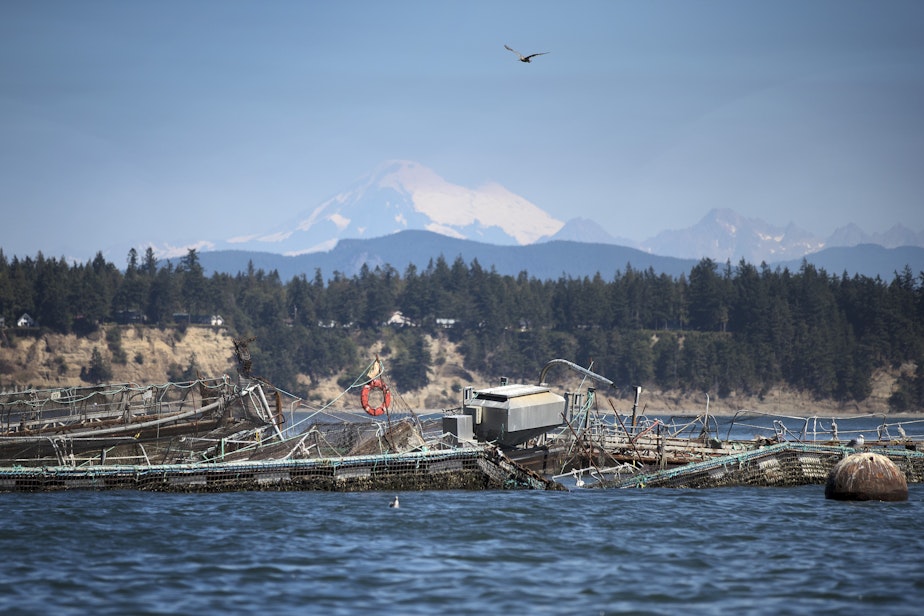 caption: A damaged net pen is shown at Cooke Aquaculture's facility on Cypress Island.