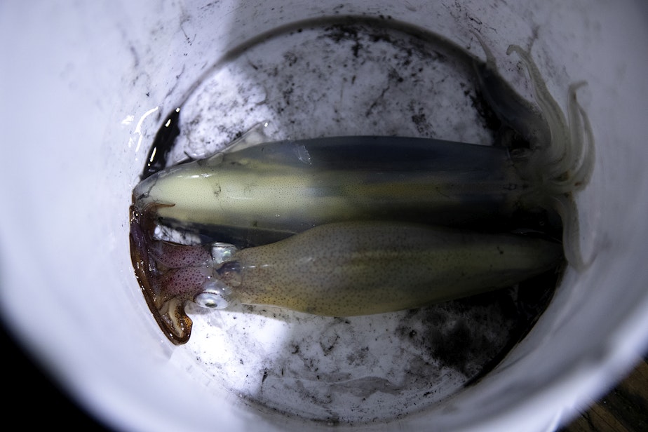 caption: Squid caught from Les Davis Pier are shown on Friday, November 17, 2023, in Tacoma.