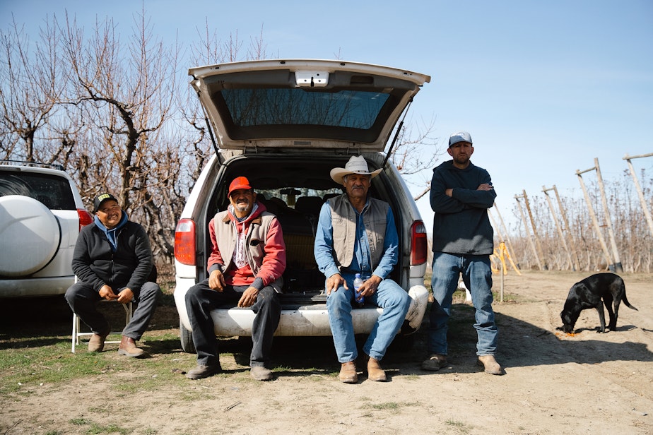 caption: Farmworkers take a break from pruning pink lady apple trees on Monday, March 10, 2025, at Carpenter Ranch in Granger, Washington.