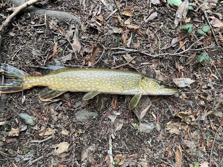 caption: A northern pike fish caught in a pond on Limekiln Preserve on San Juan Island. The fish is an invasive species that Washington state wildlife officials have been watching out for.