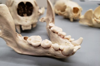 caption: The Burke Museum of Natural History and Culture is home to a collection of 20 to 40 otter specimens like this one. These skeletons explain how and why the jaw of a sea otter is so powerful.
