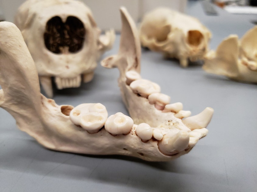 caption: The Burke Museum of Natural History and Culture is home to a collection of 20 to 40 otter specimens like this one. These skeletons explain how and why the jaw of a sea otter is so powerful.