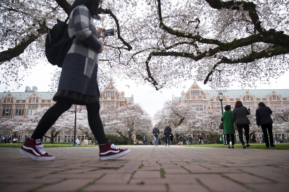caption: People walk amongst the cherry trees on Wednesday, March 27, 2019, on the University of Washington campus in Seattle.