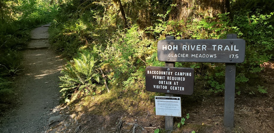 caption: The Hoh River Trail, a popular daytrip in Olympic National Park, in September 2020.