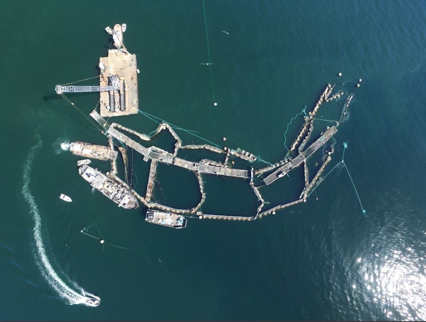 caption: Cooke Aquaculture's ruined Atlantic salmon farm off Cypress Island on Aug. 28, 2017.