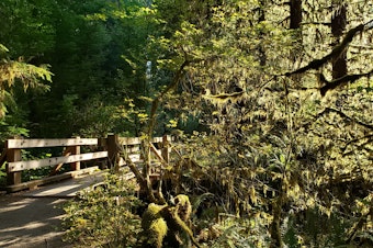 caption: A trail in the Hoh Rainforest in September 2020.