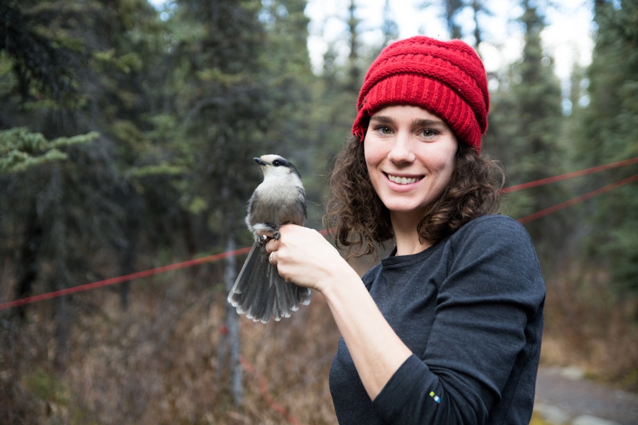 caption: Kaeli Swift, a lecturer at the University of Washington, holding a Canada Jay in Denali National Park in Alaska. Swift started the Facebook group "West Coast Birders" in an effort to build a "more inclusive birding community."