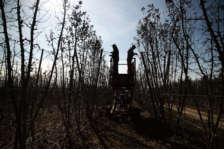 caption: Farmworkers prune pink lady apple trees on Monday, March 10, 2025, at Carpenter Ranch in Granger, Washington.