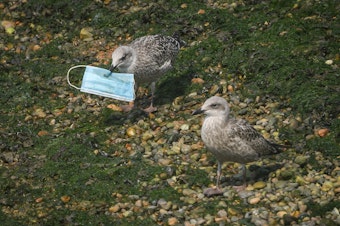 caption: A gull picks up a discarded protective face mask from the shoreline in the marina on August 11, 2020 in Dover, England.