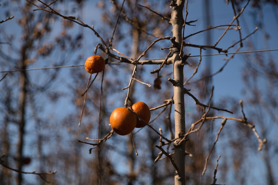 caption: Pink lady apple trees are shown on Monday, March 10, 2025, at Carpenter Ranch in Granger, Washington.