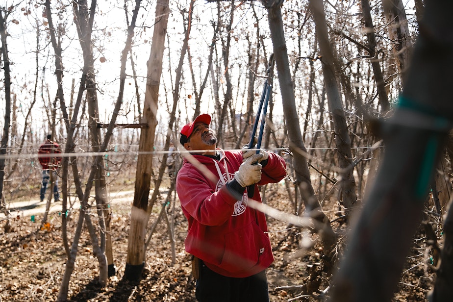 caption: Jorge Alviso prunes pink lady apple trees on Monday, March 10, 2025, at Carpenter Ranch in Granger, Washington.