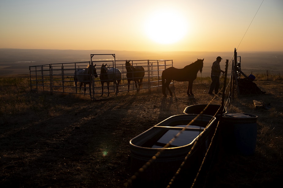 caption: Brian Conner tends to horses as the sun sets on Thursday, August 11, 2022, in Pendleton, Oregon.
