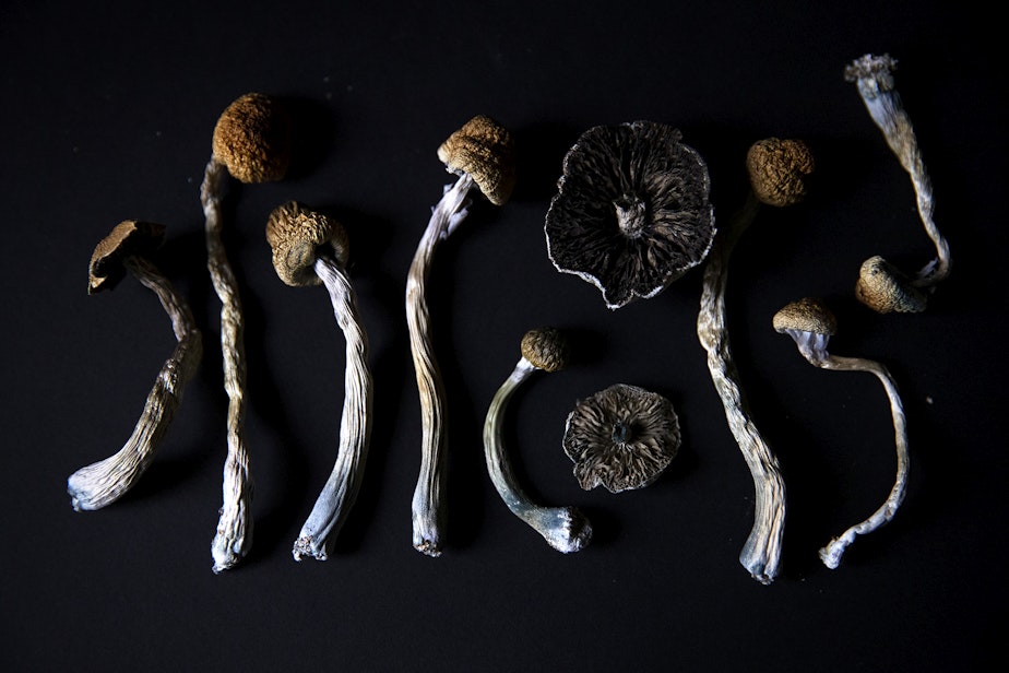 Mf Psilocybin01