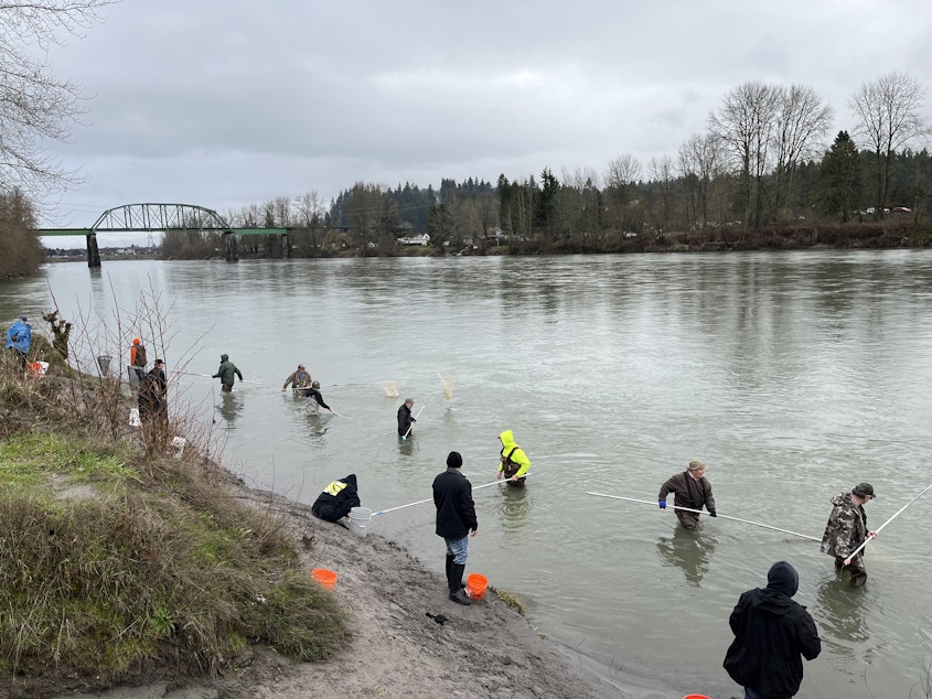 caption: Dipnetters stand in the Cowlitz River near Kelso, Washington, to harvest smelt on Feb. 15, 2024.