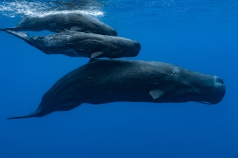 caption: Sperm whales have lengthy exchanges, made up of clicks, which scientists have found is more complex than previously thought.