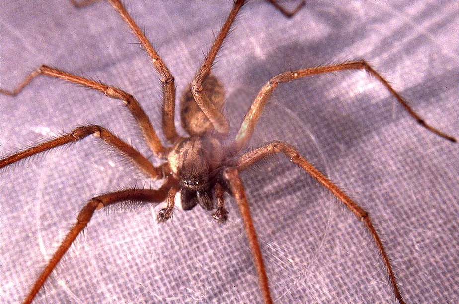 caption: A giant house spider.
