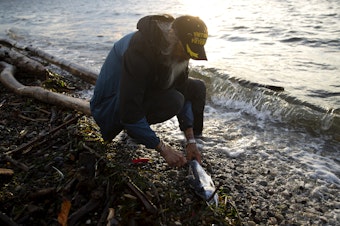caption: Tom Molinas prepares to gut a pink salmon while fishing on Thursday, August 31, 2023, at Lincoln Park in Seattle. 