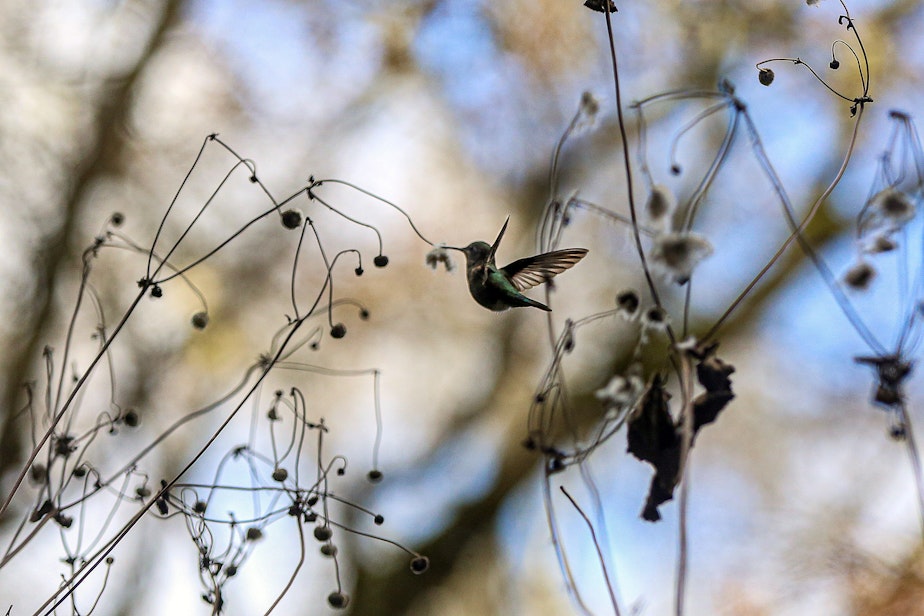 caption: A hummingbird is shown mid-flight on Sunday, March 17, 2025, in Seattle.