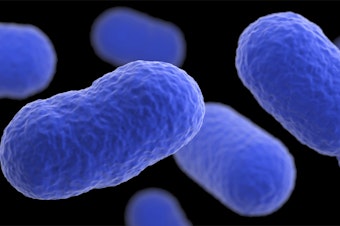 caption: FILE: This illustration, of an artistic recreation that was based upon scanning electron microscopic (SEM) imagery, depicts a three-dimensional (3D), computer-generated image of a grouping of Listeria monocytogenes bacteria. 