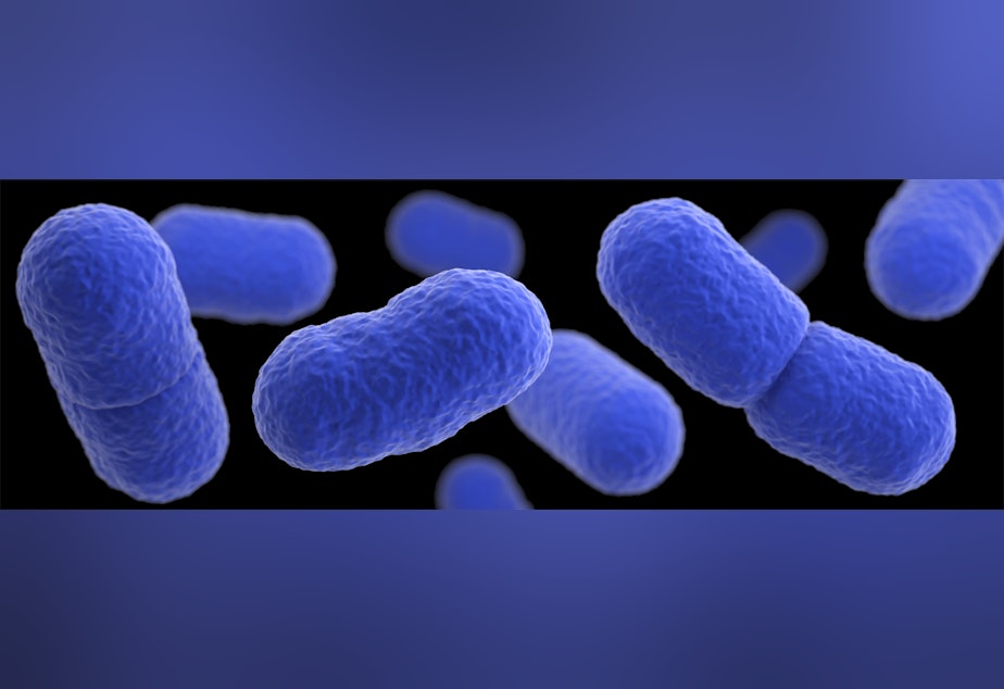 caption: FILE: This illustration, of an artistic recreation that was based upon scanning electron microscopic (SEM) imagery, depicts a three-dimensional (3D), computer-generated image of a grouping of Listeria monocytogenes bacteria.