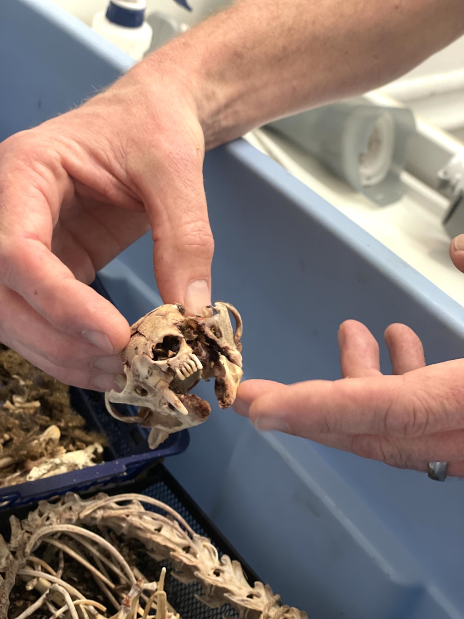 caption: Dermestid beetles helped clean the skull of this wolverine kit.