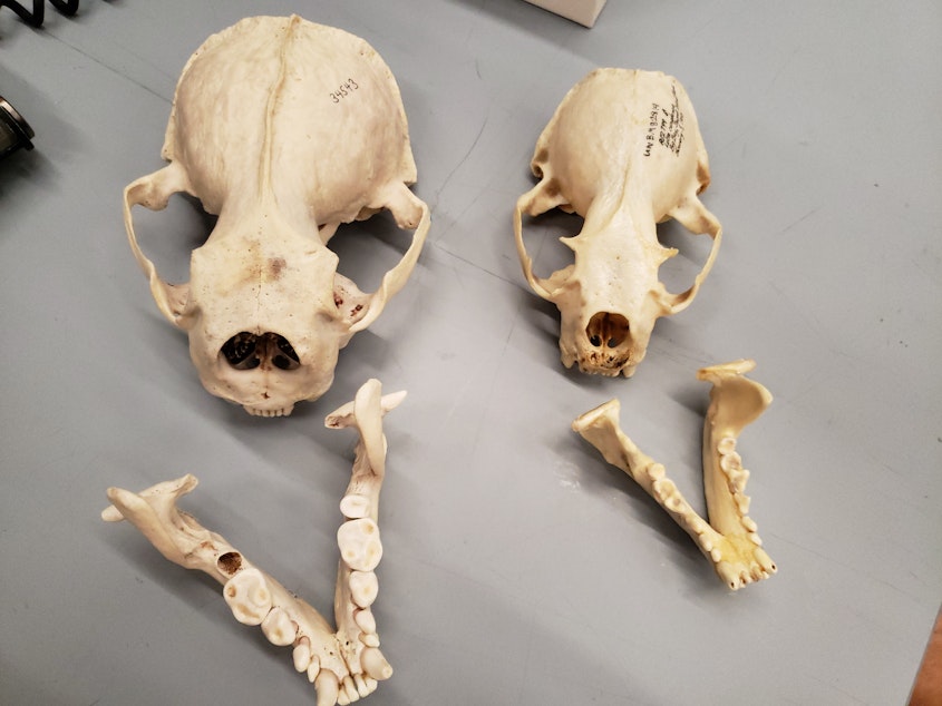 caption: These sea otter skulls are among the specimens held at the Burke Museum of Natural History and Culture. Sea otters that specialize in eating snails have teeth that look different compared to otters that specialize in eating clams.