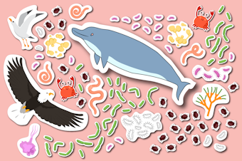 caption: Collage of spectacular specimens. Illustrations courtesy of iStock. 