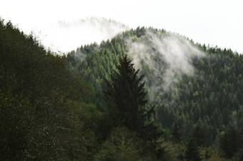 forest trees northwest oregon